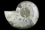 Cut Ammonite Fossil (Half) - Agatized #97746-1